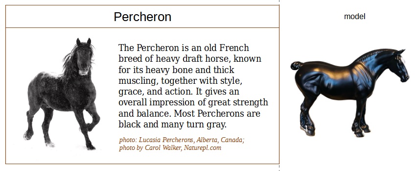 black percheron